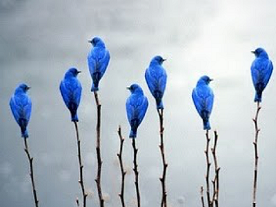 A bunch of birds on branches stand out